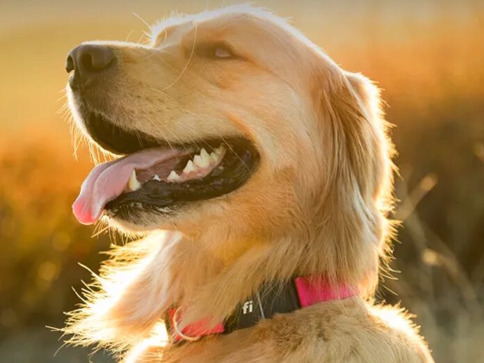 สุนัขพันธุ์โกลเด้นรีทรีฟเวอร์สวมปลอกคออัจฉริยะ Fi Series 3+ สีชมพู พร้อมโลโก้ ‘fi’ ขณะยืนอยู่กลางแสงแดดยามเย็น