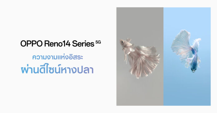 รูปถ่ายปลากัดจริงจาก OPPO Reno14 Series 5G โดย วิศรุต อังคทะวานิช ช่างภาพปลากัดมืออาชีพ