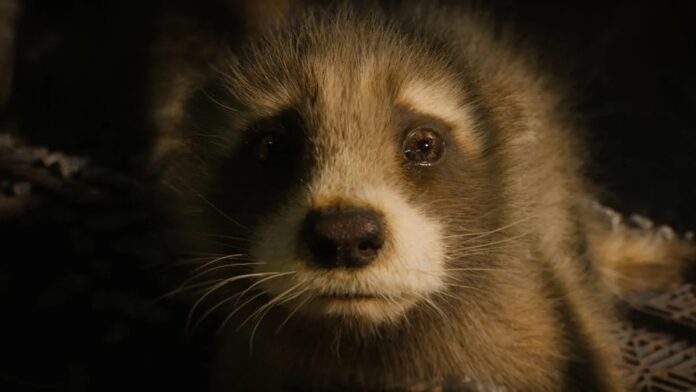 Rocket มองด้วยสายตาเศร้าจากฉากในภาพยนตร์ Guardians of the Galaxy Vol. 3