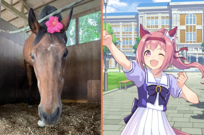 ภาพเปรียบเทียบม้าตัวจริง Haru Urara ที่มีดอกไม้ประดับบนหัว (ซ้าย) กับตัวละครอนิเมะจากเกม Uma Musume