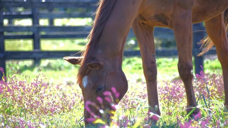 แชมป์ Arima Kinen 2 ปีซ้อน ‘Grass Wonder’ จากไปอย่างสงบในวัย 30 ปี