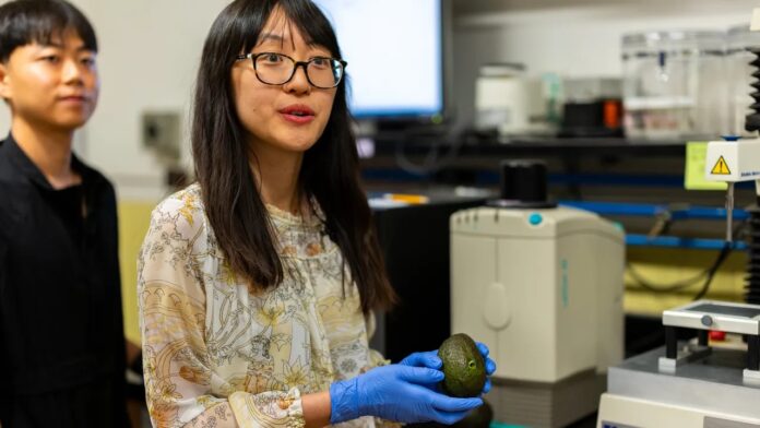 ภาพตัวอย่างงานวิจัย พัฒนา AI ตรวจสอบความสุกของอะโวคาโด ของมหาวิทยาลัย Oregon State และ Florida State