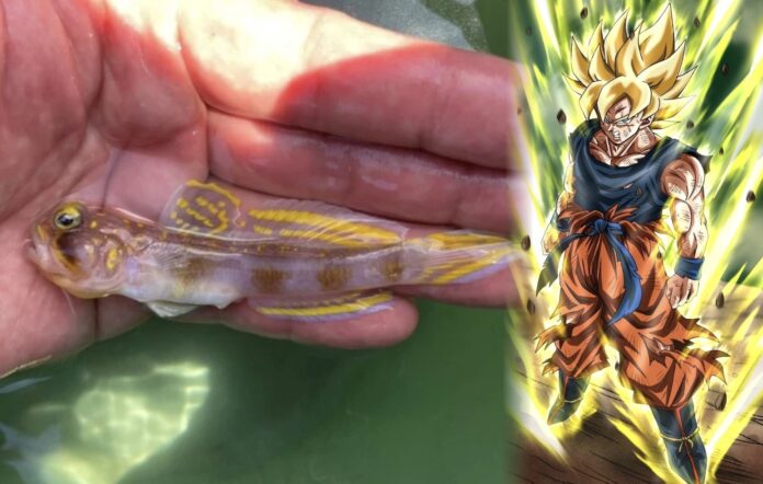 ปลาโกบี้สายพันธุ์ใหม่จากโอกินาว่า สีเหลืองอร่ามจนได้ชื่อว่า Supersaiyan
